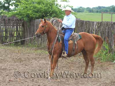 A roper and horse holding a large calf dallied to the saddle.