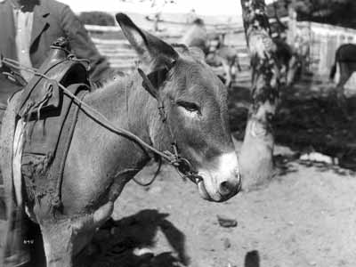 A slick fork saddle on a donkey.