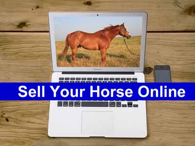 A horse on a computer screen