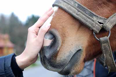 A woman's hand petting a horse