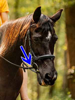 A trail horse being ridden in a snaffle bit