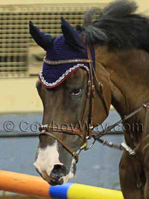 Horse face markings: Snip