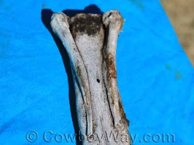 A close-up look at splint bones