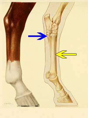 Drawing showing the splint bone and canon bone on a horse