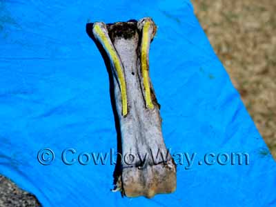 Horse splint bones highlighted in yellow