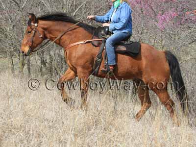 A lady trail rider with her horse and saddle