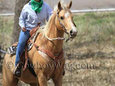 A lady riding up a hill during a trail ride