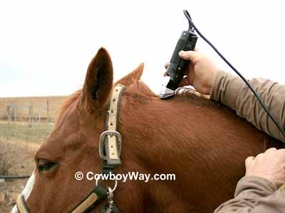 Trimming a bridle path