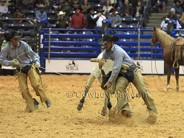 Two teammates prepare to tie a stray steer