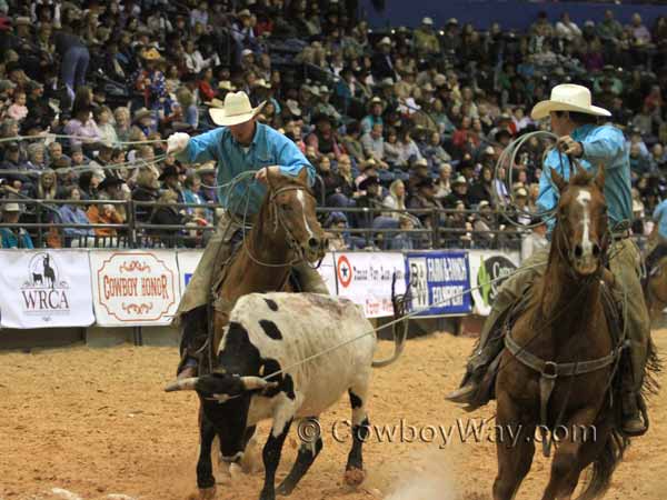 Chasing a steer in the stray gathering