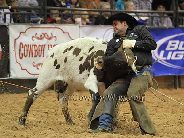 Mugging a steer in the stray gathering