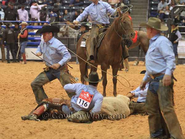 A brander finishes branding a calf with chalk