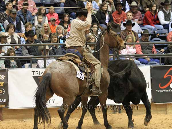 A black cow challenges a horse and rider