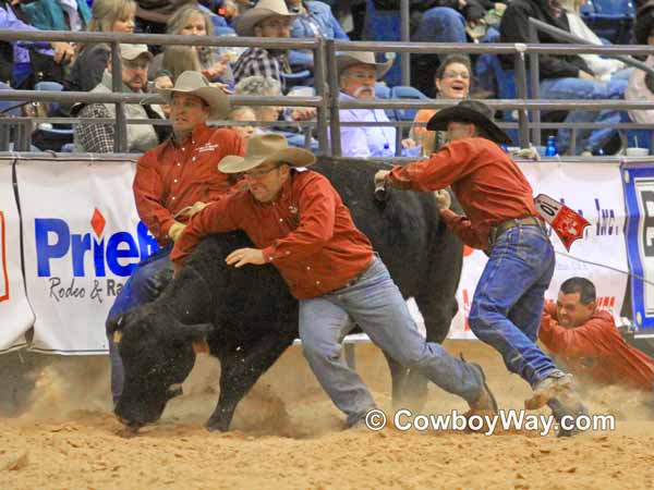 All four members of the Arndt/Bailey ranches try to milk their wild cow