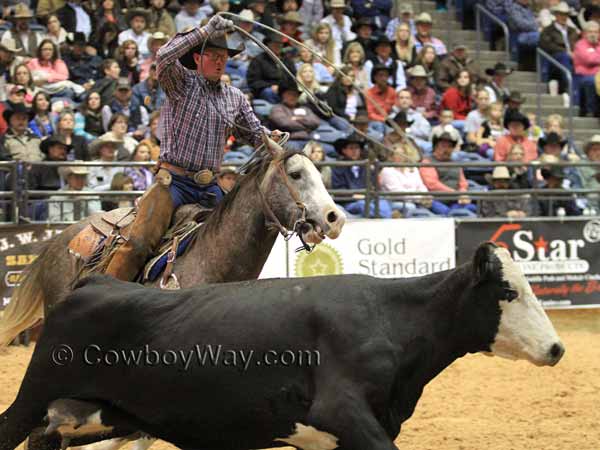 A man on a gray horse gets ready to rope a cow