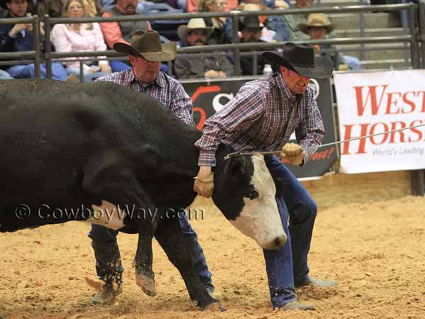 Two members of the Sandhill Cattle Company mug a cow