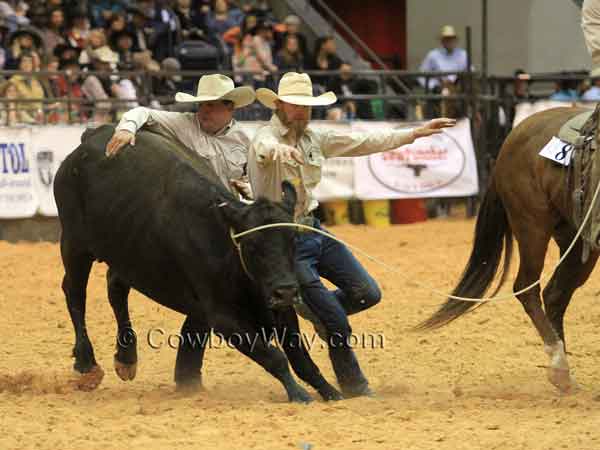 A roped cow tries to elude the men wanting to milk her