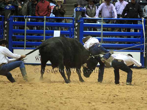 Three men try to control a cow so they can rope it