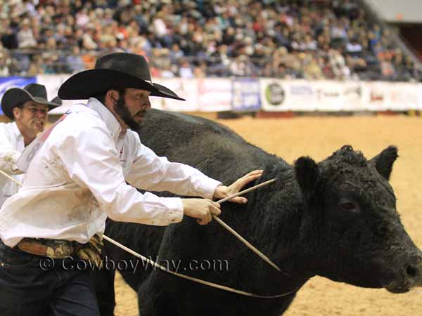 Two men remove a rope from a cow