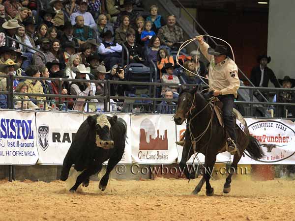 A mounted rider gets ready to rope a cow