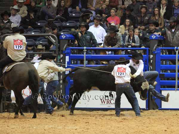 A cow lifts a man off the ground with her head