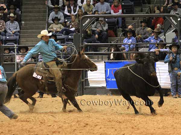 A rider ropes a wild cow