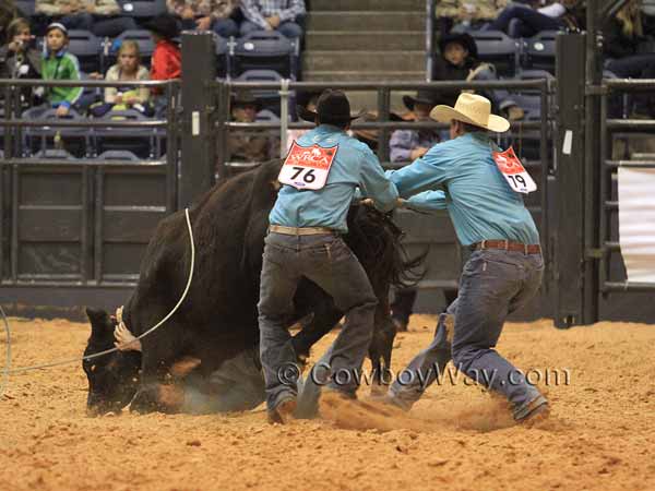 A man gets smashed underneath a cow