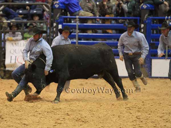 Four members of a ranch rodeo team try to milk a cow