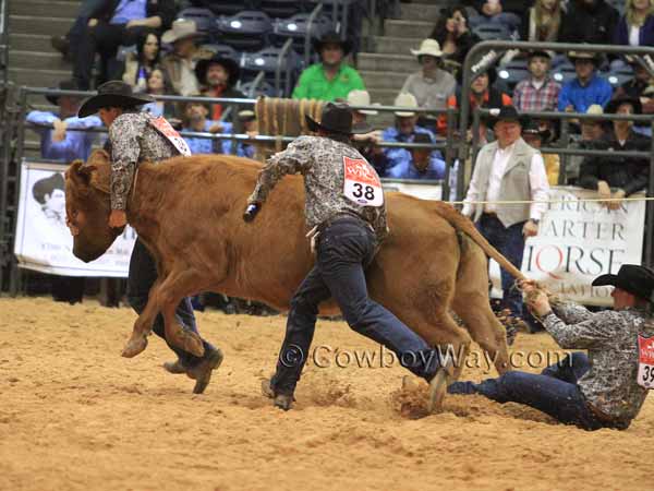 Team members try to stop a cow