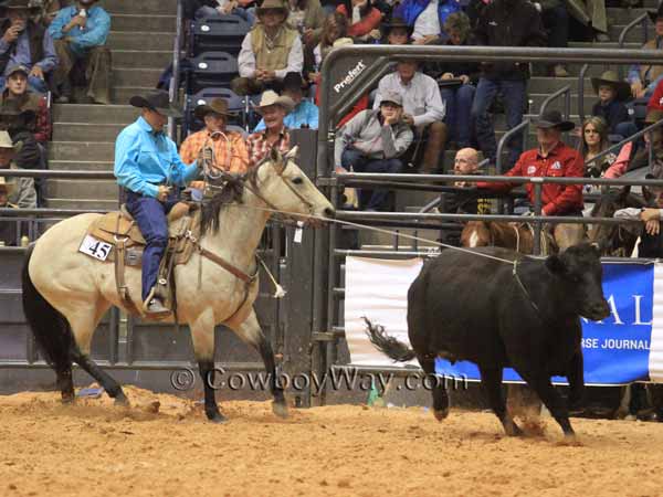 A man on a buckskin horse ropes a black cow