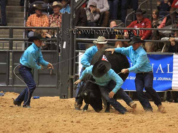 Four team members try to milk a cow