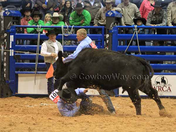 A man gets run over by a cow