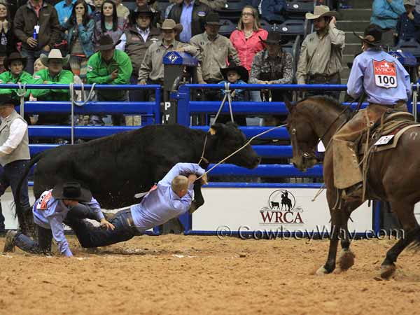 A man gets dragged by a cow