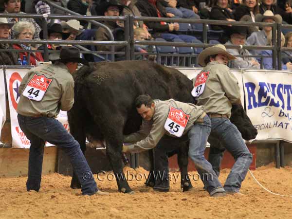 Three men milk a cow