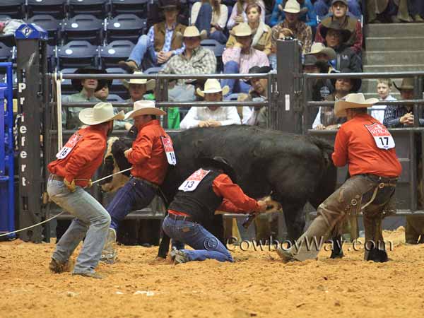 A man in a red shirt milks a cow