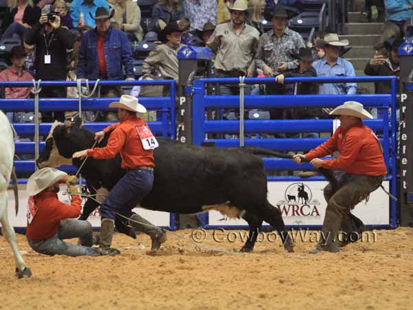 Three men try to get a rope off of a cow