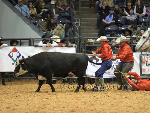 A man drags behind a cow that has been milked