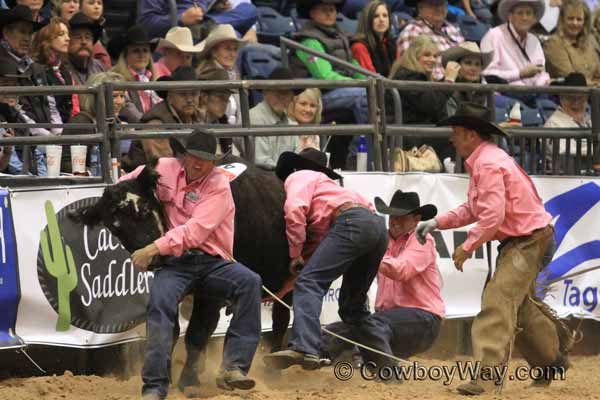 The Crutch Ranch mugs a cow in the wild cow milking