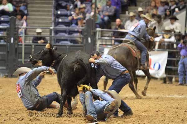 Wild Cow Milking 11-08-14