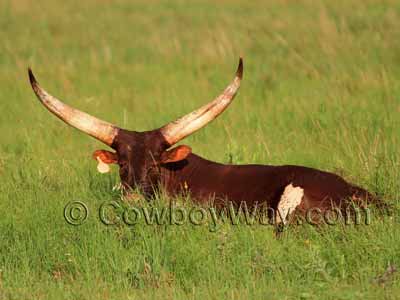 A Watusi cow with large horns
