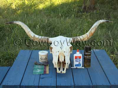 Whitened bone of a cow skull