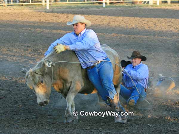 Cowboys try to get control of a cow