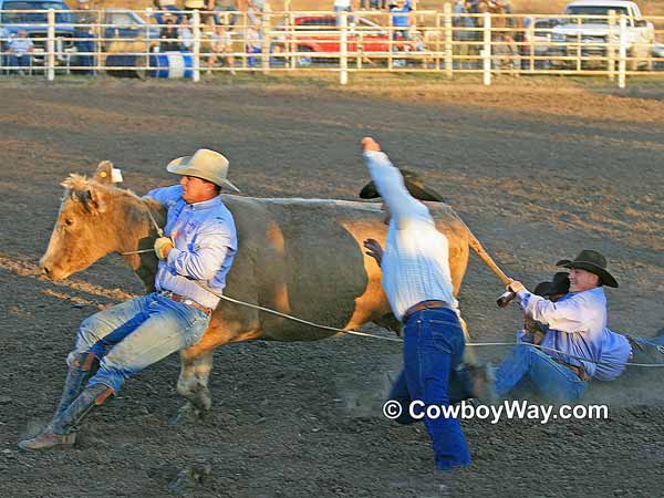 Four team members work together to milk a cow