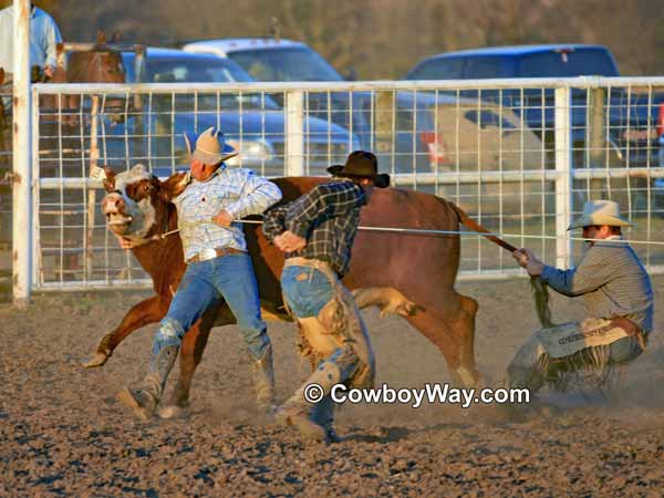 Cowboys prepare to milk a wild cow