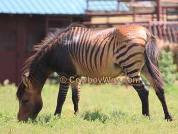 A grazing zony, which is a hybrid like the mule