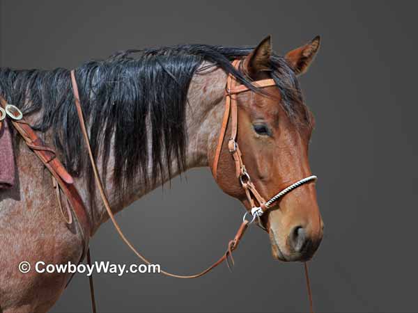 A 3rd daily photo with cowboys or cowgirls