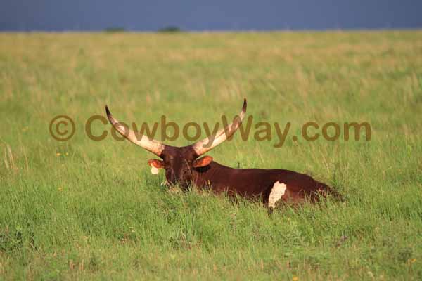 Current cowboy photo of the day