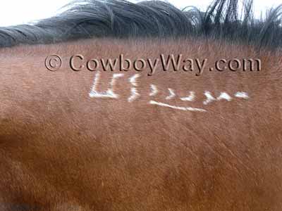 BLM freeze brand on a horse