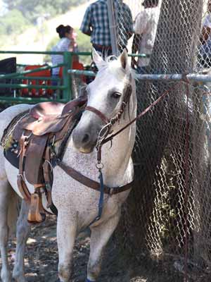 A bad example of tying a horse