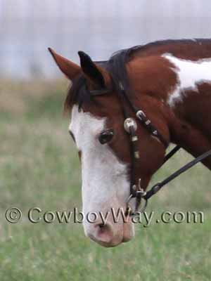 Horse face markings: bald face